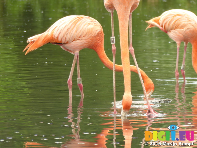 FZ030280 Caribbean Flamingos (Phoenicopterus ruber)